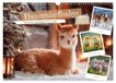 Bauernhofbabys Calvendo Bauernhofbabys - Tierische Lieblinge vom Land (Wandkalender 2027 DIN A3 quer)