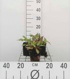 GRDplanten Duizenknoop 6x Persicaria ampl. 'Orange Field' | 9x9 cm pot