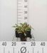 GRDplanten Duizenknoop 6x Persicaria ampl. 'Orange Field' | 9x9 cm pot