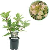 Plantenboetiek.nl | Pluim Hortensia - Hydrangea panniculata Wims Red - Bloem Wit Rood - Bladverliezend - Grote Bloemen - Ø18cm - 40-50cm hoog - Tuinplant