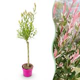 Green boutiQ Salix Flamingo - Flamingo wilg - Bont Roze - Boom - Ø17cm - 70-80cm