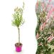Green boutiQ Salix Flamingo - Flamingo wilg - Bont Roze - Boom - Ø17cm - 70-80cm