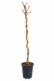 GRDplanten Groendecor Tuinarchitectuur Wijndruif 'Sweety' - Vitis vin. 'Sweety' | 100-125 C4