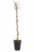 GRDplanten Groendecor Tuinarchitectuur Wijndruif 'Sweety' - Vitis vin. 'Sweety' | 100-125 C4