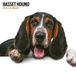 Magnet & Steel Basset Hound Kalender 2025 Wandkalender