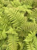 GRDplanten Braun 6x Brauns Naaldvaren - Polystichum braunii | 9x9 cm pot