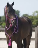 QHP Touwhalster & Neckrope Liberty Fuchsia Cob