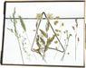 Wants&Needs Fotolijst Dried Flower Messing Brons 20.5 X 2 X 15.2