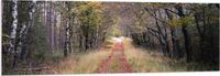 Merkloos / Sans marque PVC Schuimplaat - Bospad in een Bos in Nederland - 150x50 cm - Forex - Landelijk