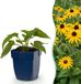 Green boutiQ Rudbeckia fulg. Goldsturm - Gele zonnehoed - Bijen- en vlinderlokkers - Geel - 12 Planten - Pot 11cm - Hoogte 15-25cm