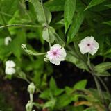 Arborix Lychnis 6 x Lychnis Coronaria 'Alba' - Prikneus pot 9x9cm