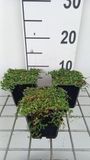 GRDplanten Groendecor Tuinarchitectuur 6x Speeldenkussenplant - Leptinella dioica 'Minima' | 9x9 cm pot