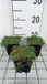 GRDplanten Groendecor Tuinarchitectuur 6x Speeldenkussenplant - Leptinella dioica 'Minima' | 9x9 cm pot