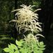 Arborix Aruncus 6 x Aruncus Dioicus - Geitenbaard pot 9x9cm - Witte pluimen, bladverliezend