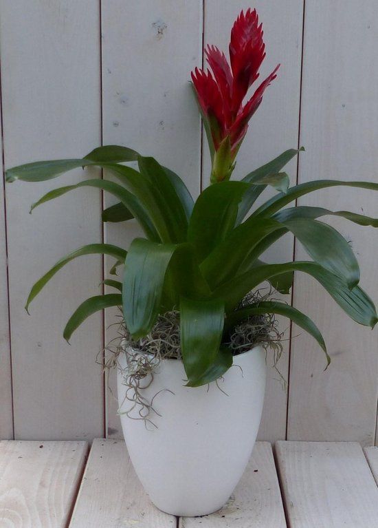 Warentuin Natuurlijk Bromelia witte hoge pot 40 cm