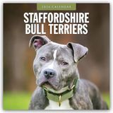 Staffordshire Red Robin Staffordshire Bull Terriers 2026 Square Wall Calendar