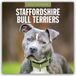 Staffordshire Red Robin Staffordshire Bull Terriers 2026 Square Wall Calendar
