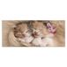 Homemania Muurfoto, Feline-dieren, voor woonkamer, slaapkamer, meerkleurig, 70 x 3 x 100 cm, HM20KNV70 x 100 – 165, polyester, hout