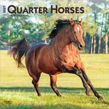 Quarter BrownTrout Publishers Quarter Horses - Quarter Horse 2027 - 16-Monatskalender