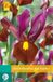 jub Iris hollandica Red Ember bloembollen 10 bollen Hollandse iris JUB