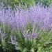 Arborix Perovskia 'Blue Spire' - Blauwspirea 30-40 cm in pot