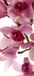 Fotobehang WTD Mantiburi FTNv2900 Photomurals Orchidée