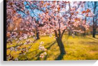 Merkloos / Sans marque Canvas Bloeiende Bloesem aan Boom in het Park 60x40 cm Foto op Canvas Schilderij