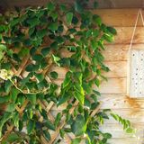 Windhager Houten klimrek 120 x 180 cm