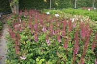 GRDplanten Groendecor Tuinarchitectuur 6x Pluimspirea - Astilbe chin. 'Purpurlanze' | 9x9 cm pot