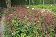 GRDplanten Groendecor Tuinarchitectuur 6x Pluimspirea - Astilbe chin. 'Purpurlanze' | 9x9 cm pot