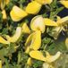 Arborix Cytisus 'Luna' - Brem - 40-60 cm in pot