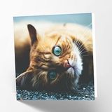Maturi Lege wenskaart met gember kat afbeelding