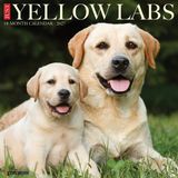 Willow Creek Press Yellow Labs 2027 12 X 12 Wall Calendar