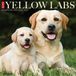 Willow Creek Press Yellow Labs 2027 12 X 12 Wall Calendar