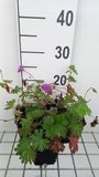 GRDplanten Groendecor Tuinarchitectuur 6x Ooievaarsbek - Geranium hybr. 'Tiny Monster' | 9x9 cm pot