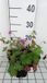 GRDplanten Groendecor Tuinarchitectuur 6x Ooievaarsbek - Geranium hybr. 'Tiny Monster' | 9x9 cm pot