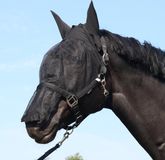 Harry's Horse Vliegenmasker Halster met oren Shetland