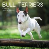 Bull Terrier 2027 - 16-Monatskalender