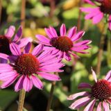 Arborix Echinacea 6x Echinacea purpurea 'Little Magnus'® Pot 9x9cm