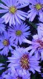 GRDplanten Groendecor Tuinarchitectuur 6x Aster - Aster dum. 'Lady / Blue' | 9x9 cm pot