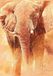 Your Decoration B.V. Kunstdruk Renato Casaro - Elefant Study 70x100cm