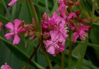 GRDplanten Groendecor Tuinarchitectuur 6x Koekoeksbloem - Lychnis visc. 'Splendens' | 9x9 cm pot