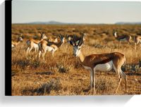 Merkloos / Sans marque Canvas - Kudde Antilopes in Droog Savanne Landschap - 40x30 cm Foto op Canvas Schilderij
