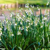 Merkloos / Sans marque Dutch Bulbs B.V. Zomerklokje Bloembollen - Leucojum Gravetye Giant - Bodembedekker - 50 stuks - Wit