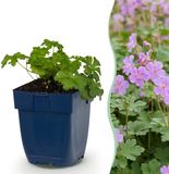 Green boutiQ Geranium cant. Cambridge - Vasteplant - Ooievaarsbek - Bodembedekkend - Licht Roze - 12 Planten - Pot 11cm - Hoogte 15-25cm