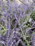 GRDplanten Groendecor Tuinarchitectuur 6x Blauwspirea - Perovskia atripl. 'Blue Spire' | 9x9 cm pot