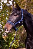 Kerbl Classic Hoofdkraag - Blauw - Shetlander