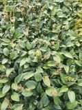 Groendecor Tuinarchitectuur 6x Hosta hybr. 'Canadian Blue' | pot de 9x9 cm