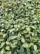 GRDplanten Groendecor Tuinarchitectuur 6x Hartlelie - Hosta hybr. 'Canadian Blue' | 9x9 cm pot