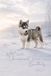 Puppy Nimbus: Wild Spirit, Uncompromised Peace… Boundlessly: A Quiet Luxury Siberian Husky Puppy Journal - Calm Focus & Sensory Grounding, Winter ... 6 x 9 | 3.5mm Dot Grid Seamless Edge-to-Edge
